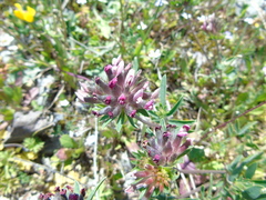 Anthyllis vulneraria rubriflora