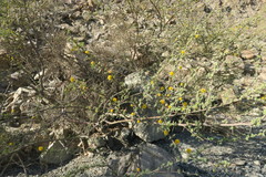 Vachellia flava