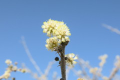 Vachellia tortilis