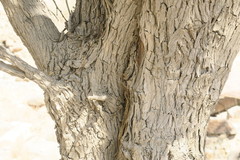 Ziziphus spina-christi