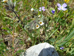 Alkanna corcyrensis