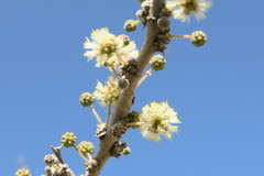 Vachellia tortilis