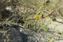 Vachellia flava