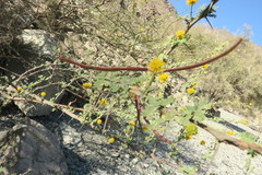 Vachellia flava