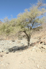 Ziziphus spina-christi