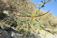 Vachellia flava