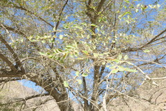 Ziziphus spina-christi