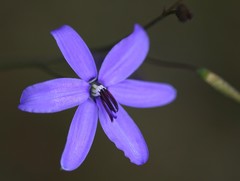 Agrostocrinum hirsutum