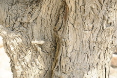 Ziziphus spina-christi