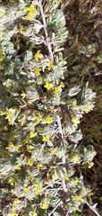 Thymelaea villosa