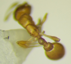 Cardiocondyla wroughtonii