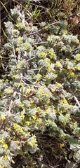 Thymelaea villosa