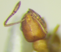 Cardiocondyla wroughtonii