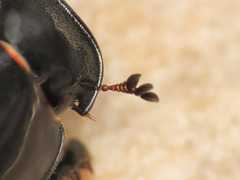 Acrossus luridus