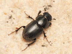 Acrossus luridus