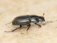 Acrossus luridus
