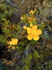 Hypericum laricifolium