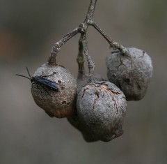 Laeviscolia frontalis