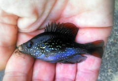 Enneacanthus gloriosus