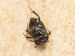 Acrossus luridus