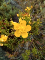 Hypericum laricifolium