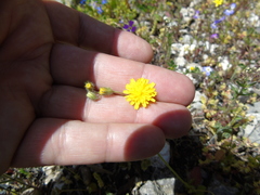 Hypochaeris achyrophorus