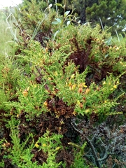 Hypericum laricifolium