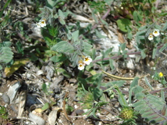 Alkanna corcyrensis