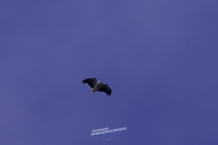 Pseudastur polionotus