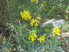 Adenocarpus decorticans