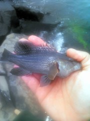 Centropristis striata