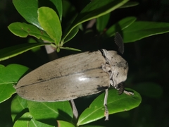 Tetralobus flabellicornis