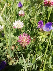 Trifolium isthmocarpum
