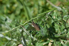 Agapanthia annularis