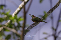 Selenidera maculirostris