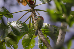 Selenidera maculirostris