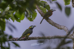 Selenidera maculirostris