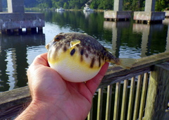 Sphoeroides maculatus