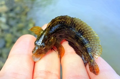 Chasmodes bosquianus