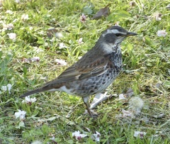 Turdus eunomus
