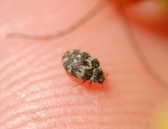 Anthrenus fuscus