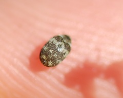 Anthrenus fuscus