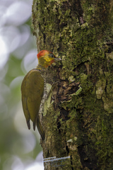 Piculus flavigula