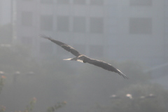Milvus migrans govinda