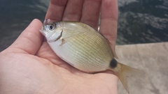 Diplodus holbrookii