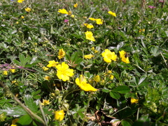 Potentilla aurea