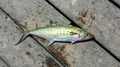 Scomberomorus maculatus