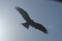 Milvus migrans govinda