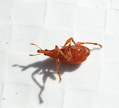Apion haematodes