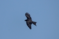 Milvus migrans govinda